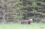 First Grizzly